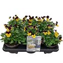 Afbeelding van Viola P12 New Yellow purple jump up